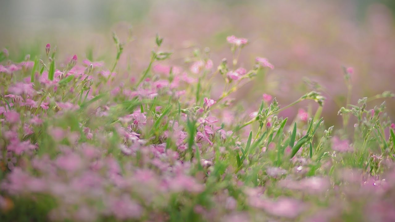 봄밤의 조용한 위로, 아무 말 없이 쉬어가는 시간 1시간💚 | Silent Comfort on a Peaceful Spring Night 1 Hour💚