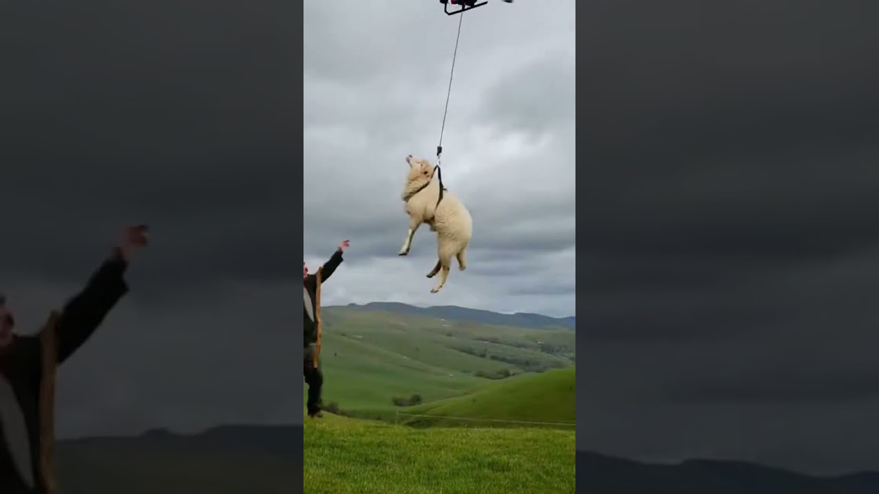 The drone lifts the sheep - the wolf grabs the unexpected escape #drone #sheep #wildlife