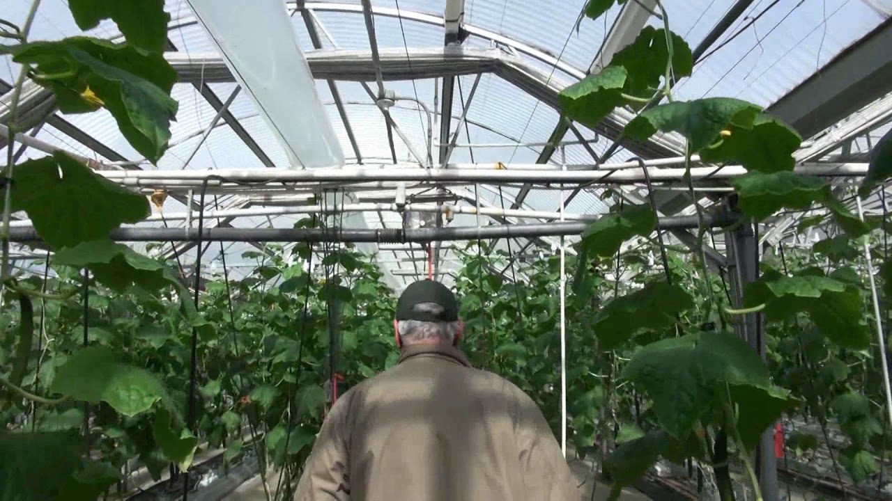 Alaska Grown - Bell's Nursery and Produce