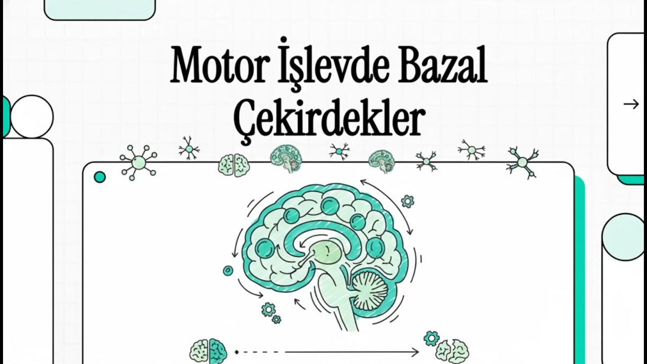 Bazal çekirdeklerin hareketlerin kontrolündeki rolü