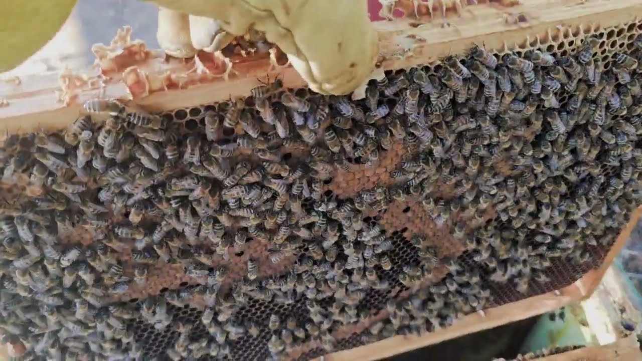 01.04.2026 Pszczoły ruszyły, są już trutnie. 