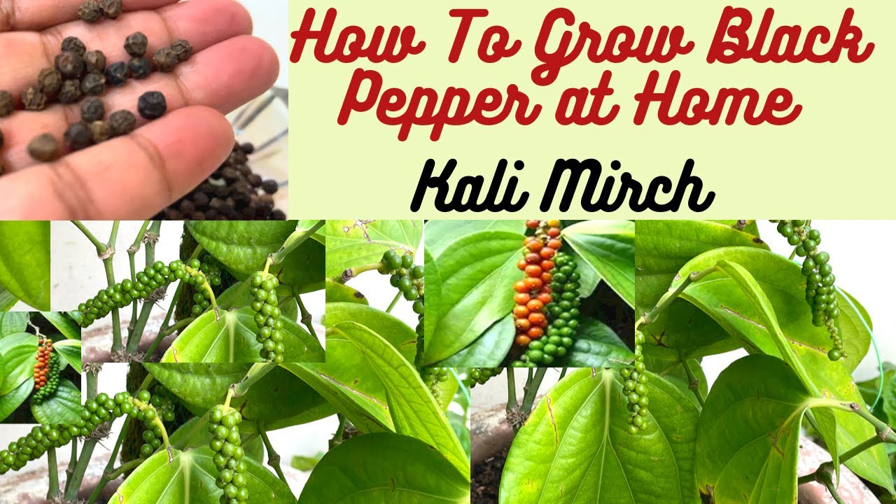 How To Grow Black Pepper | Piper Nigrum | Kali Mirch | Lifescapes With Kusum #spice #blackpepper