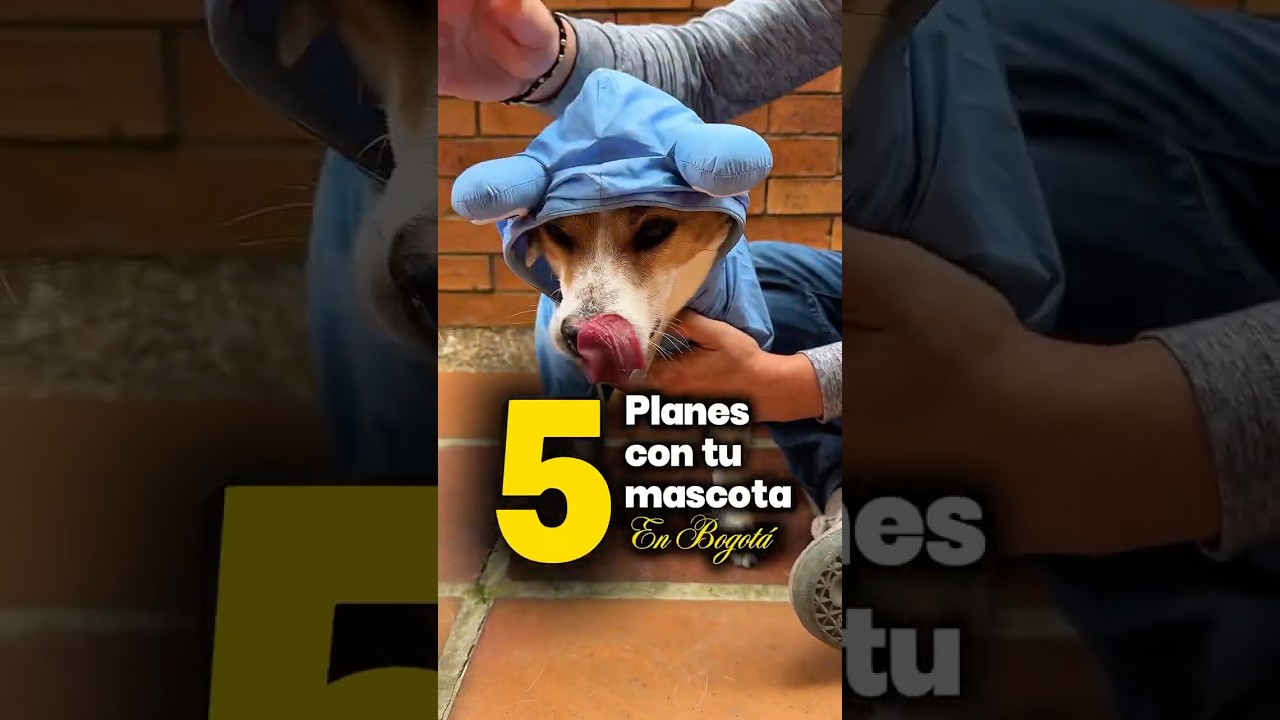 5 Planes Para Tus Mascotas en Bogot&aacute;