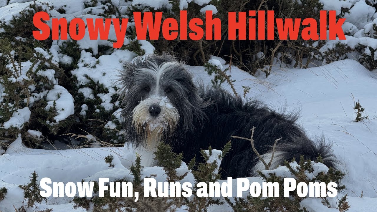 Getting balled up doesn’t stop our dog’s fun in the snow!