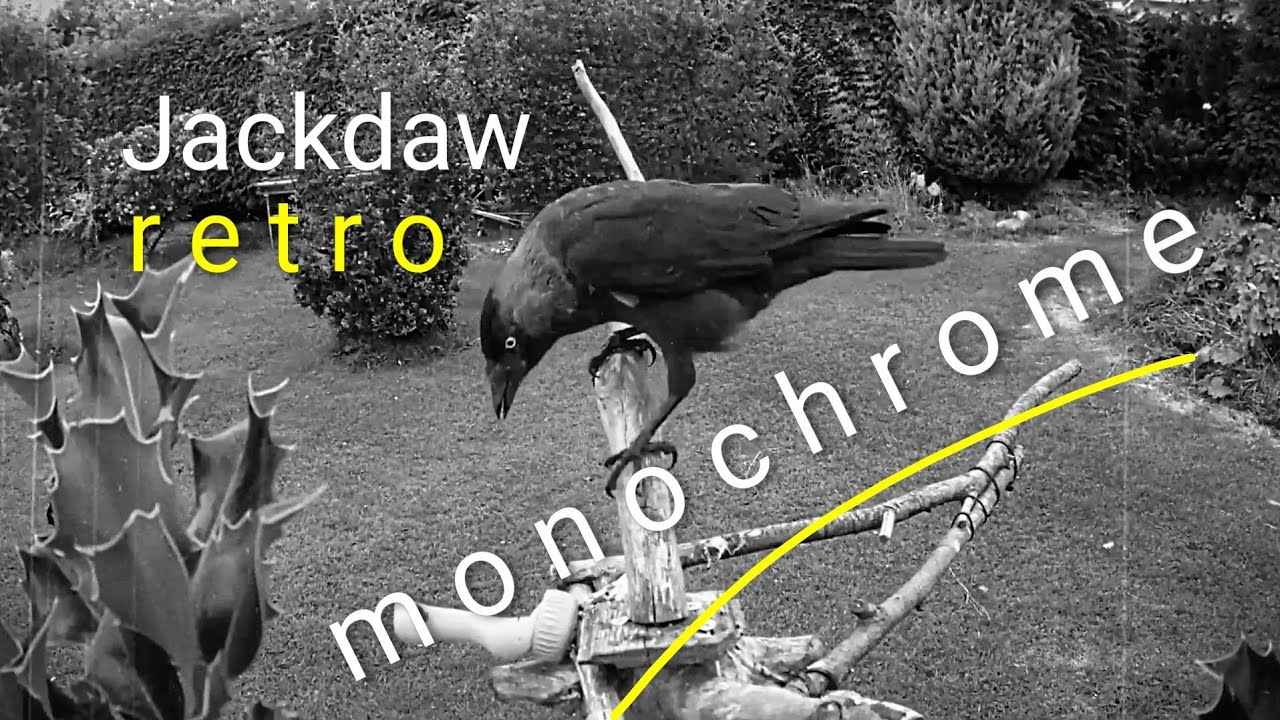 Jackdaw on bird feeder made from branches - stimulating environment for birds  🐦 