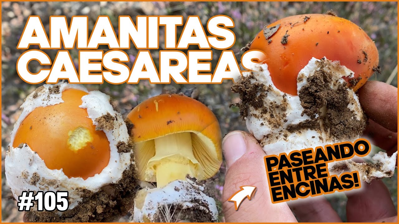 Amanitas caesareas y algún Boletus Aereus entre las Encinas | Octubre 2024