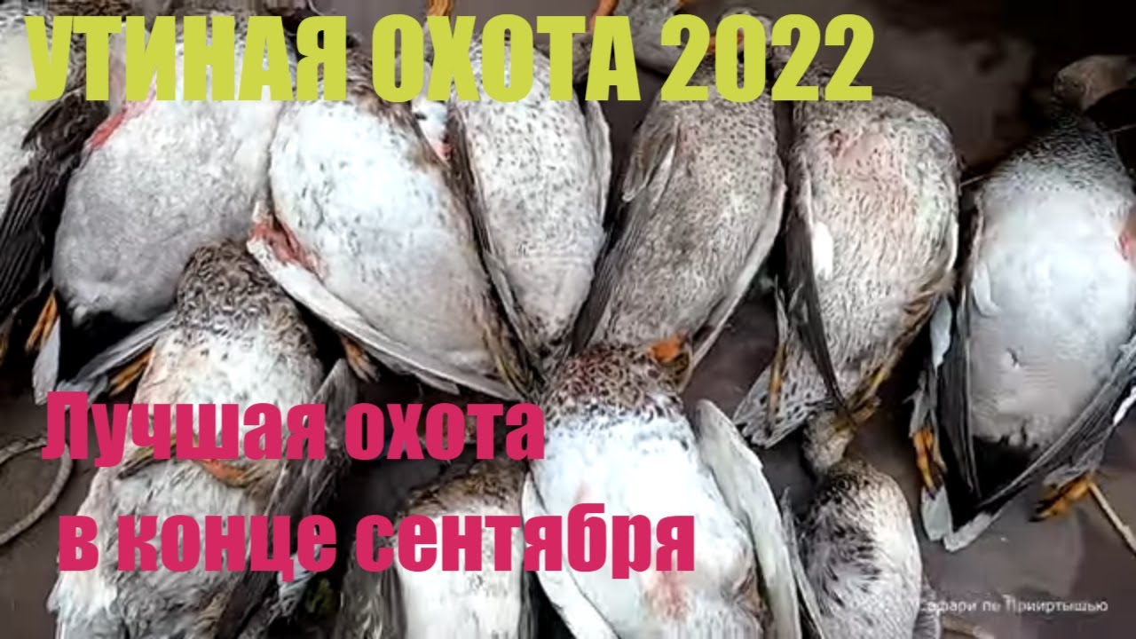 Утиная охота 2022. Лучшая охота в этом сезоне.