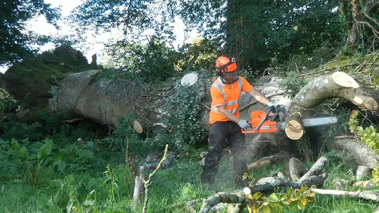 Wind blown Tree & Root ball removal