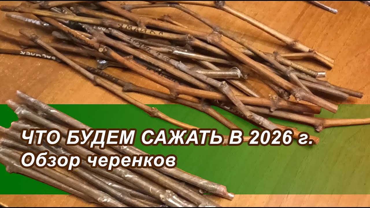 Обзор черенков 24 01 26