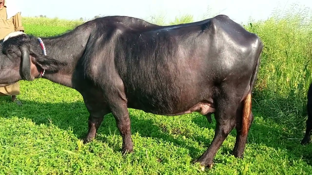Watch pure neeli Ravi buffalo for sale in Punjab Pakistan on YouTube Altaf buffaloTV 03015437908