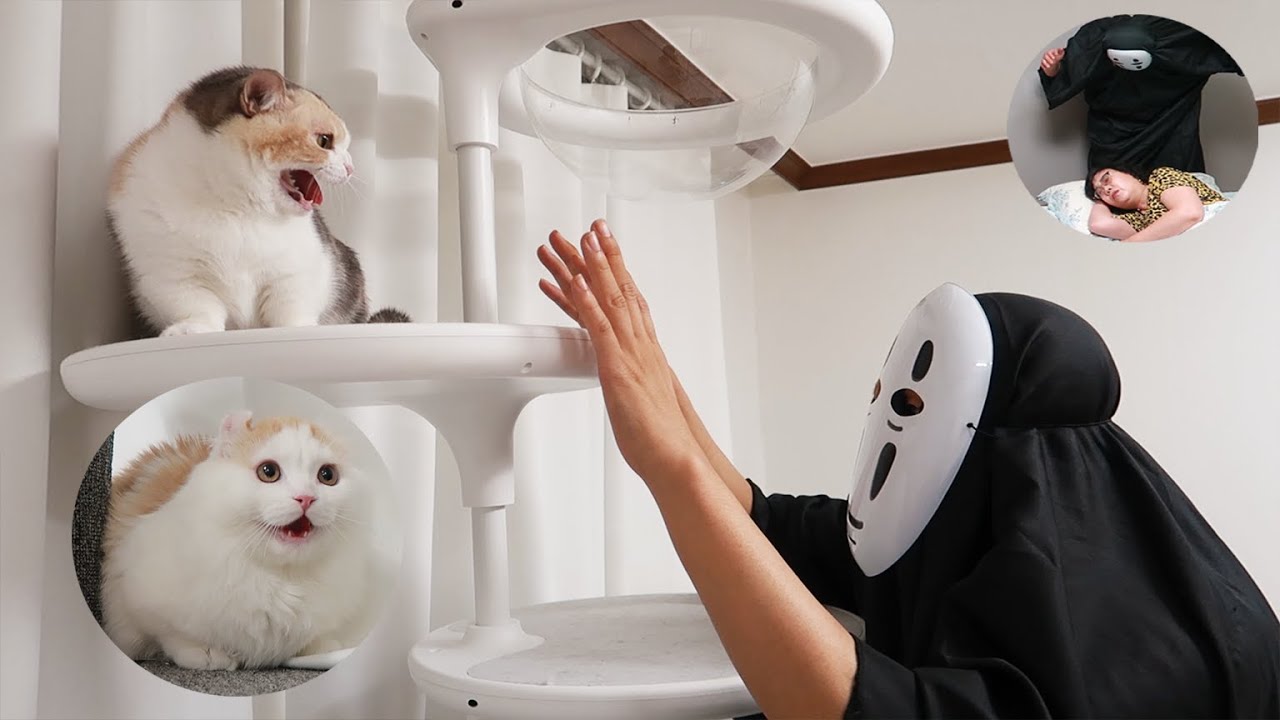 What is the Reaction of Cats to No-Face!?│Cats VS Ghost (Ft. My Mom)