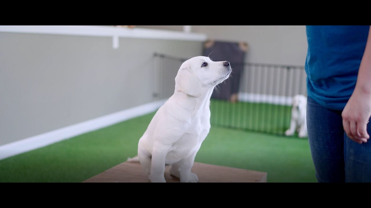 Introduction to Snowy Pines University Puppy Training Programs