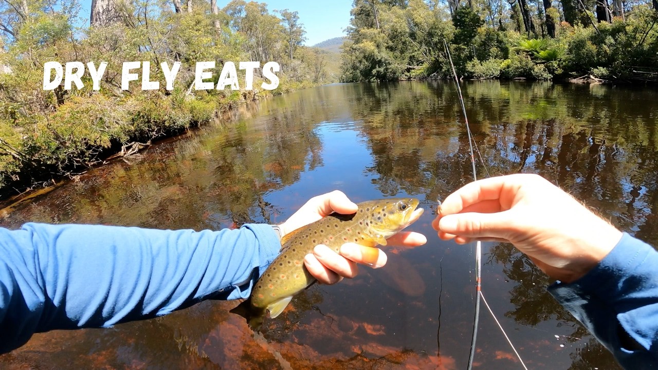 My first dry fly action in years || An adventure in Tasmania's deep south