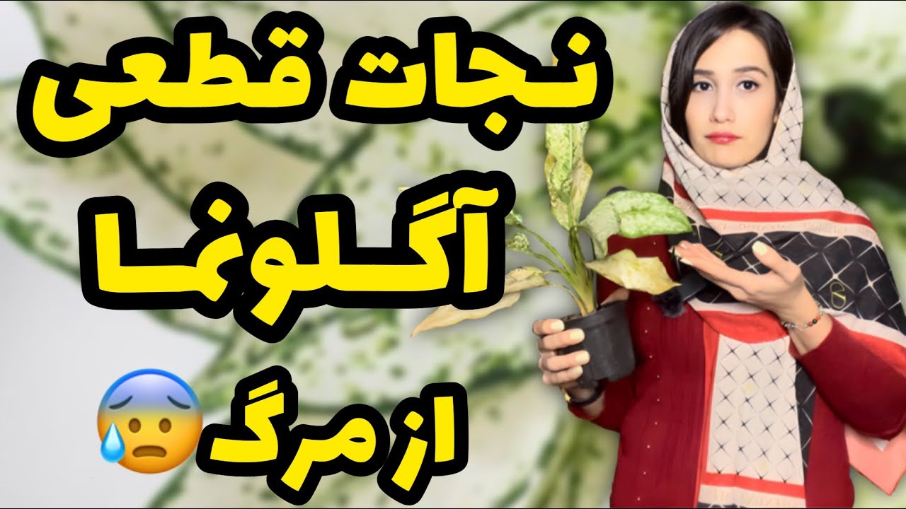 برگ آگلونما زرد میشه؟اینجوری احیاش کنین😎/درمان آگلونما😁/نجات اگلونما در حال مرگ/ گیاه آپارتمانی