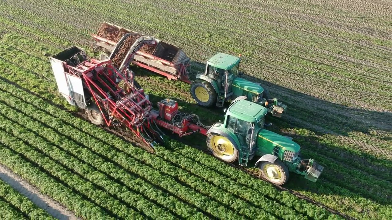Wortels rooien 2019 Bij Koop landbouw| Carrot | John deere | Simon |