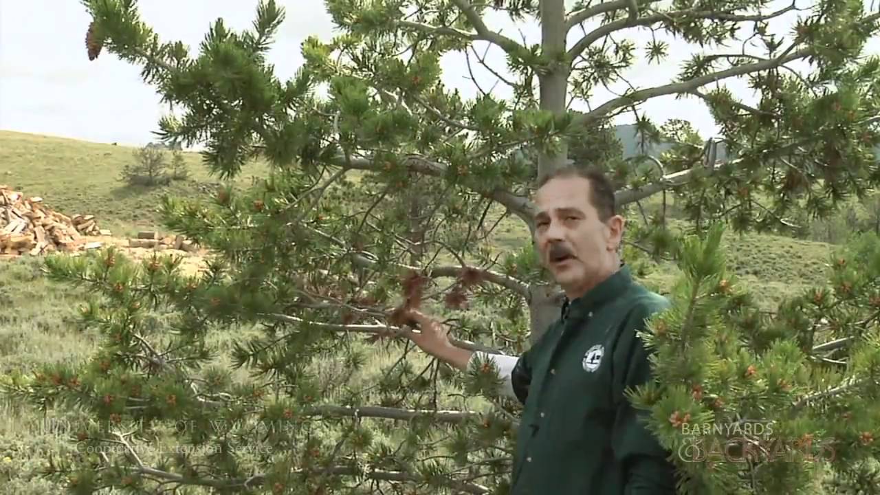 White Pine Blister Rust (symptoms and pruning demo) - Barnyards & Backyards