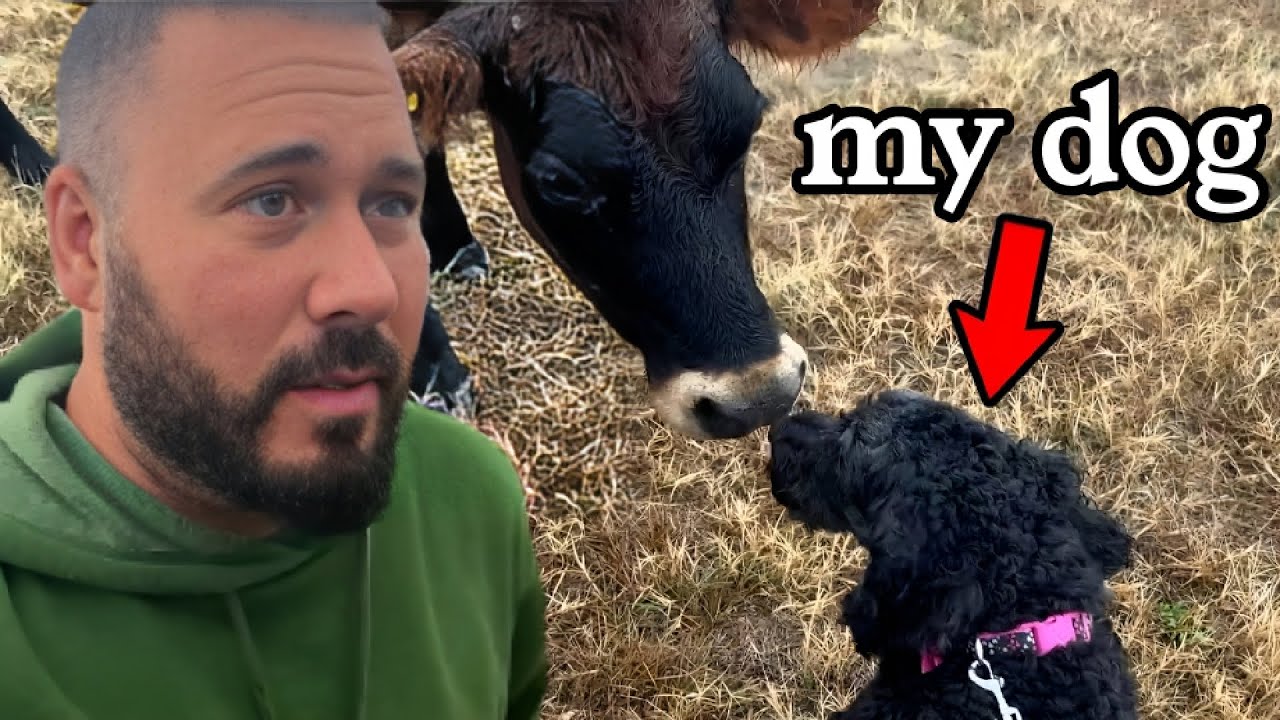 Are Cows Aggressive With Dogs?
