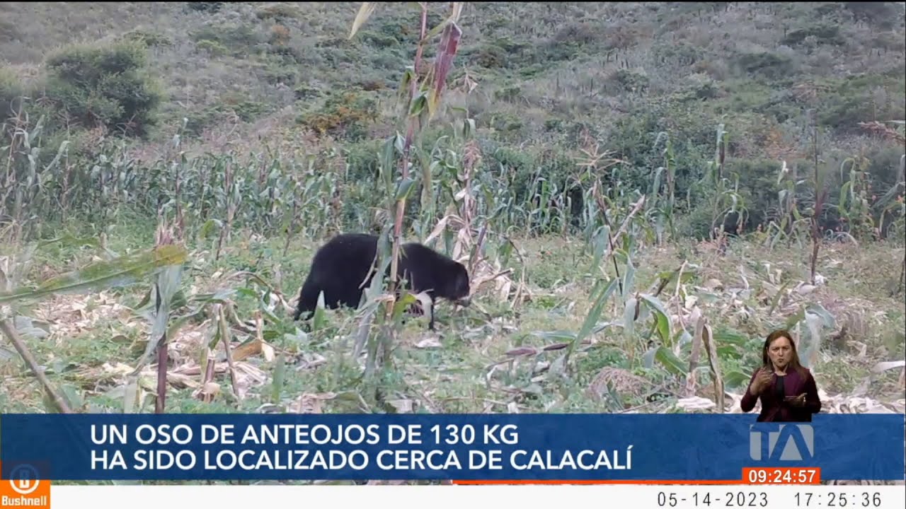 Un oso de anteojos fue localizado cerca de Calacalí