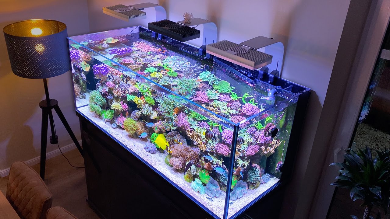 This is a *high end* REEF AQUARIUM! - Reef Relax 4K