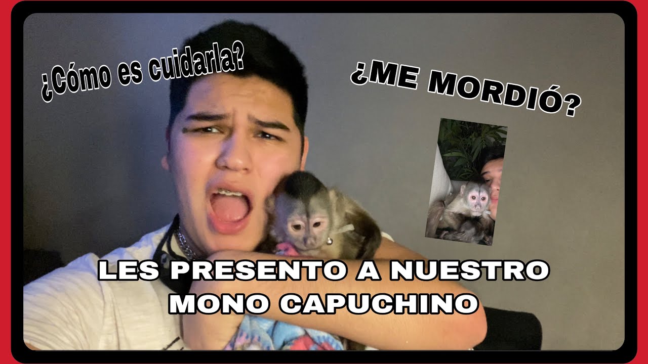 ¿ Cómo es cuidar a un mono capuchino ?