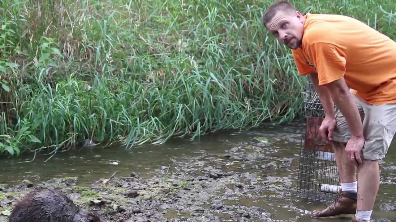 Attack of the 80lb Beaver - Crazy Beaver Action! - by Suburban Wildlife Control