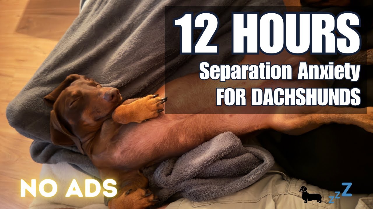 12 HOURS Separation Anxiety Relief for Dachshunds 🐕💝 Calming Music for Dogs Home Alone