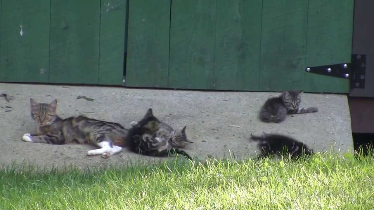 Momma Kittie and Her Manx Kittens