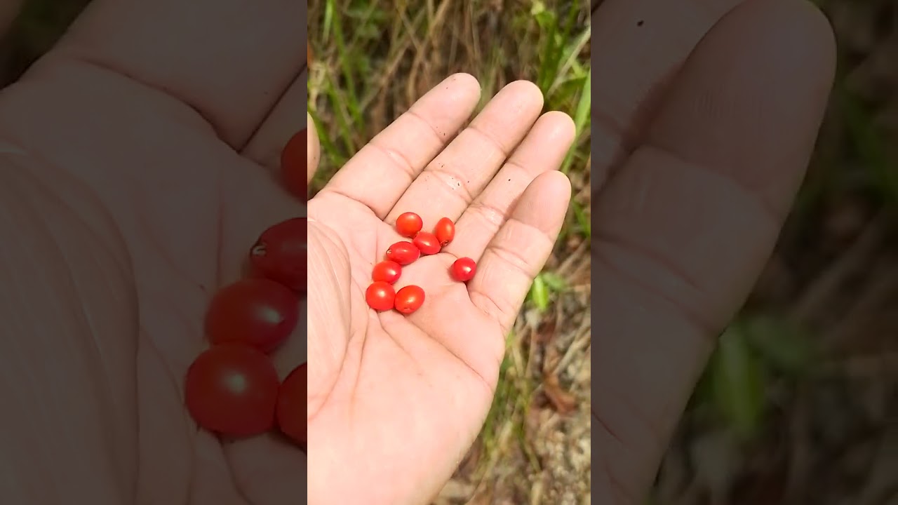 buyang2x ang tawag samin dito sa cebu mga ka antengero at antingera..sa inyo po anong tawag comment