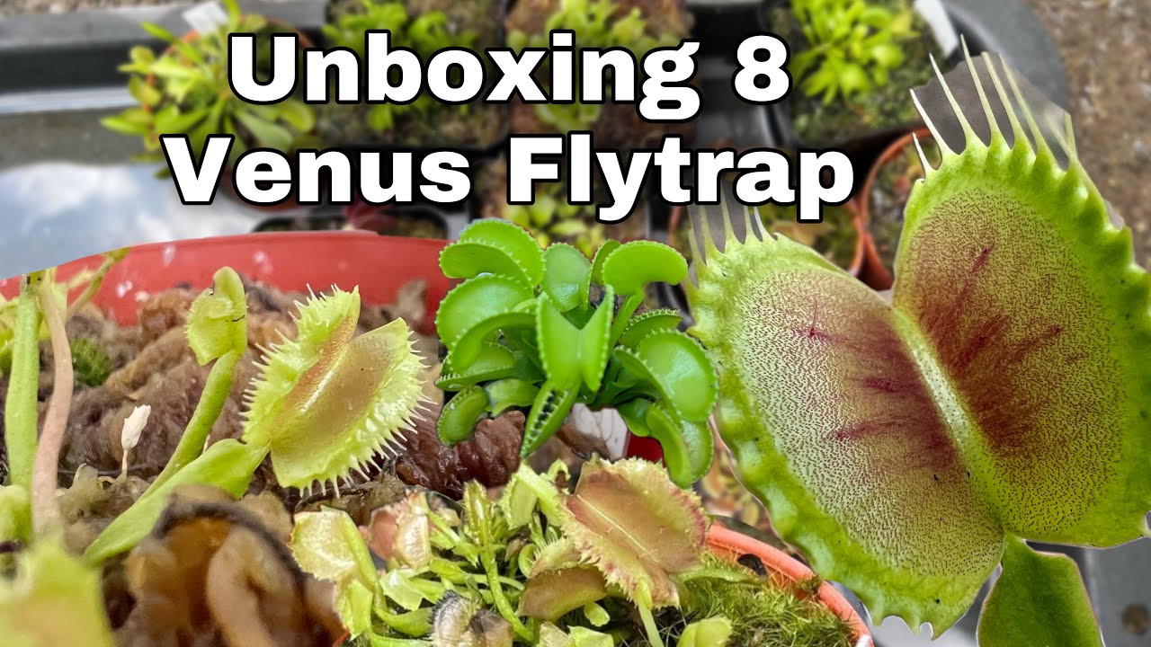 Unboxing Variety of Venus Flytrap |Dionaea Muscipula Jaws Smiley| Microdent Harmony Spider Firemouth