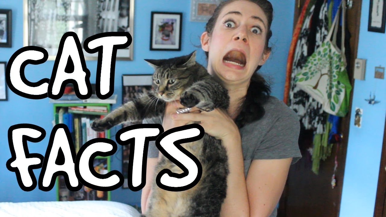 7 FACTS ABOUT MISTY