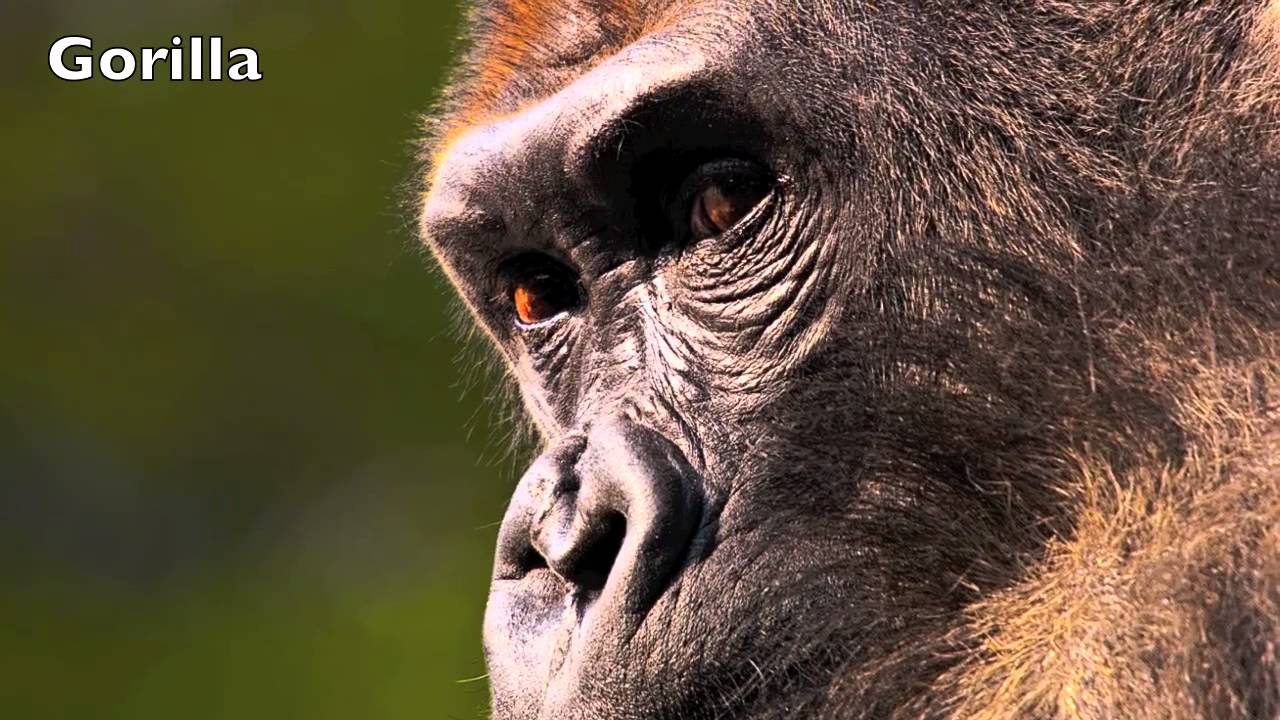 Jungle Animal Sounds for Kids
