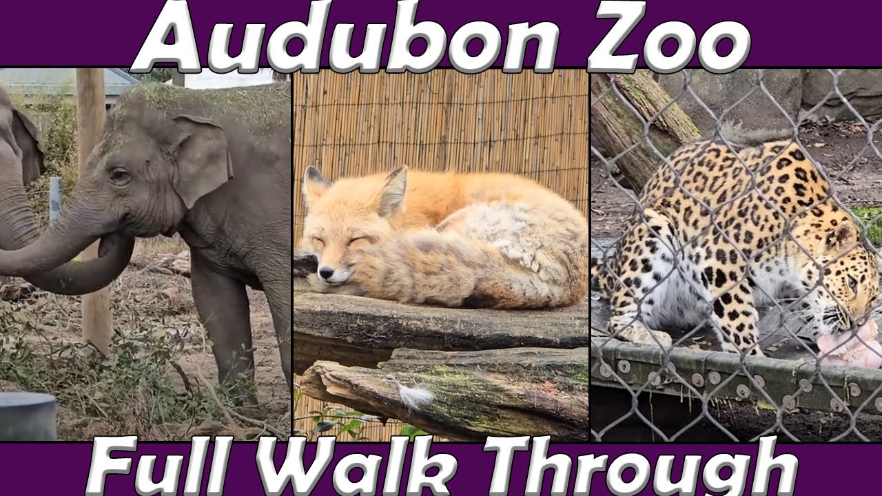 Walk Through: Audubon Zoo in New Orleans, LA (Feb. 13th, 2025)