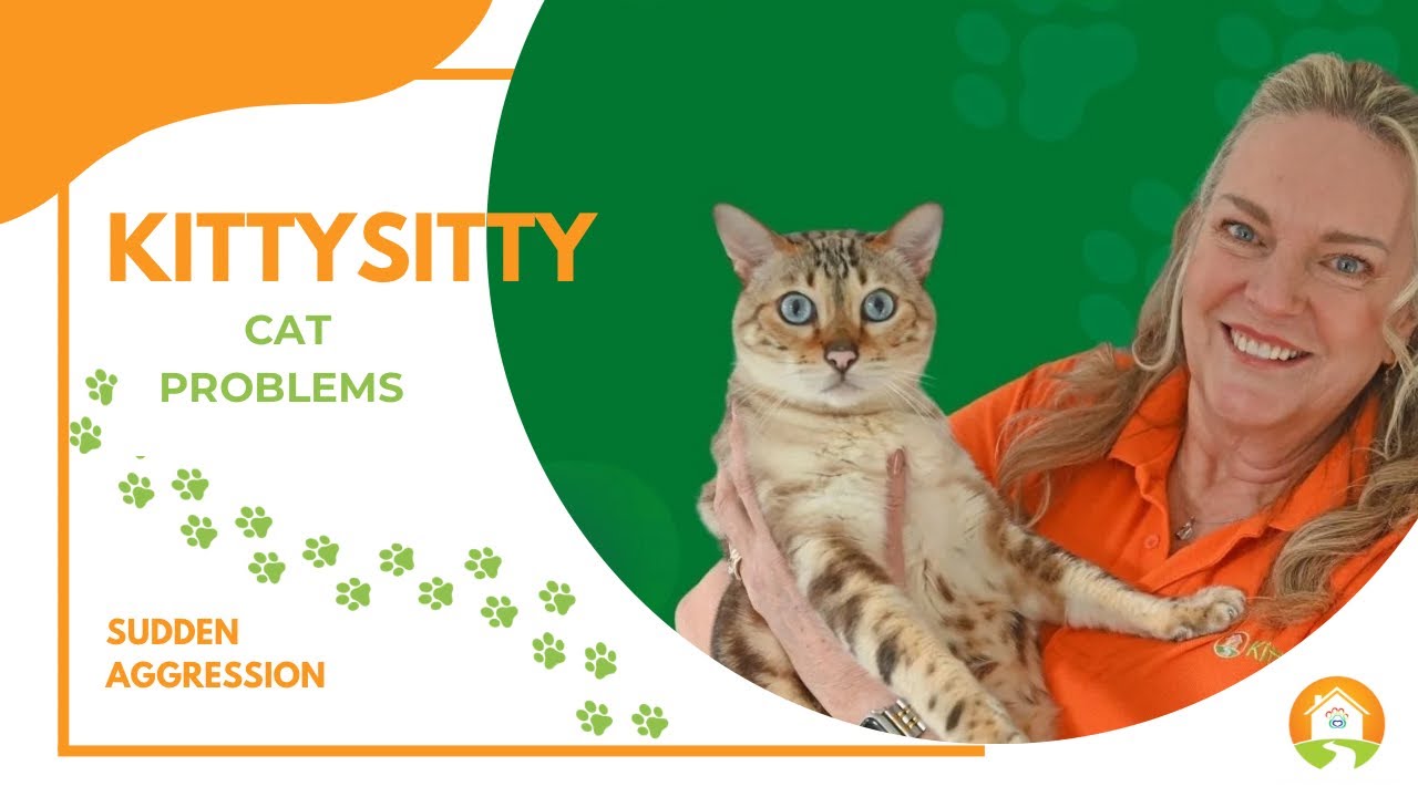 Is your sweet tempered cat  lashing out  Let&rsquo;s talk sudden aggression.