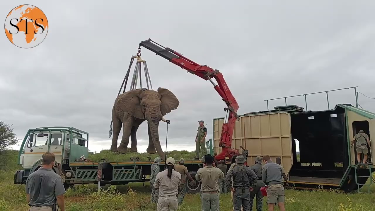 Elephant Translocation in Limpopo | Conservation in Action