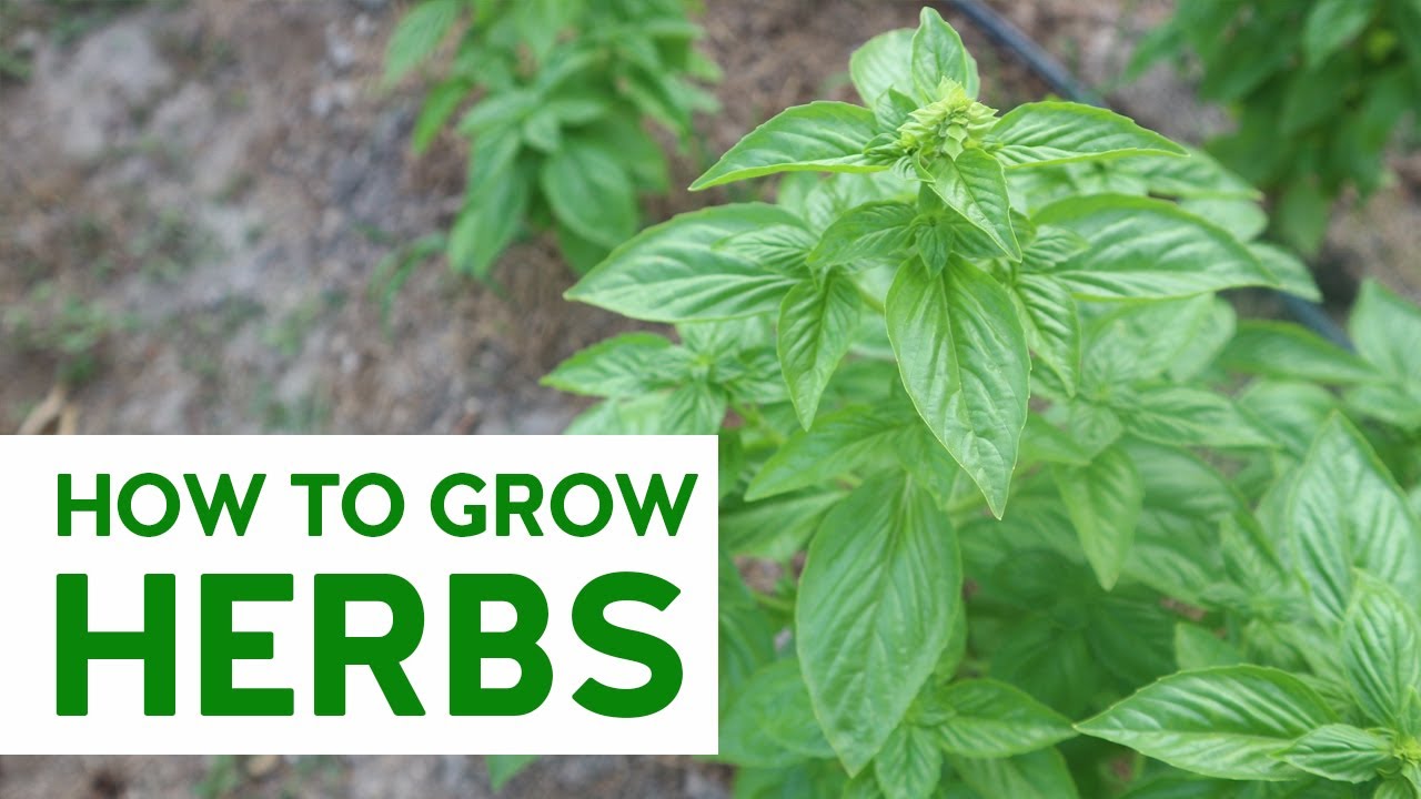 PAANO MAGTANIM NG HERBS