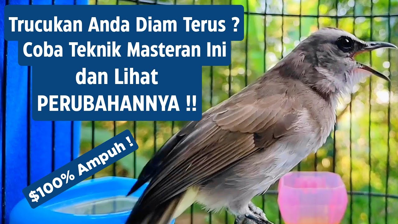 Masteran Trucukan Gacor Ngalas Tarung Ropel Paling Bagus Untuk Pancingan Trucukan Agar Bunyi Nyaut