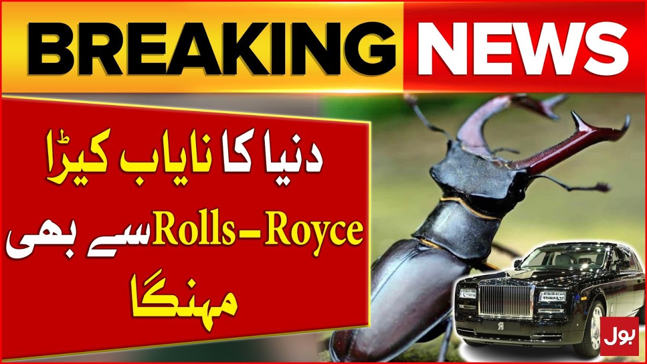 World Most Expensive Insect | Much Expensive Than Rolls-Royce | Breaking News