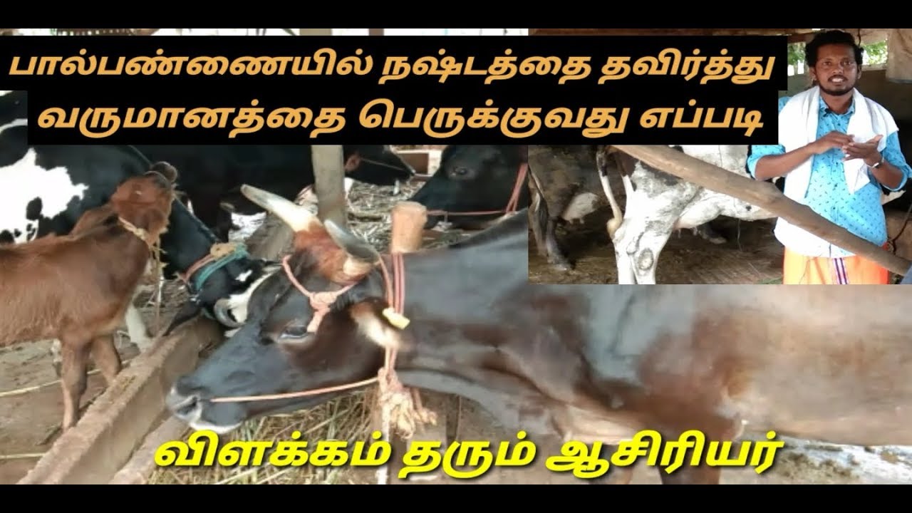 மாட்டுபண்ணையில் உண்மையான வருமானம் எவ்வளவு Rani Dairy Farm