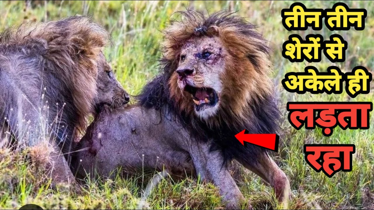 Story of The Tragic Death of Lion 👑 Bob Jr, Son of Legendry Lion C - Boy in Hindi। Facts Phylum