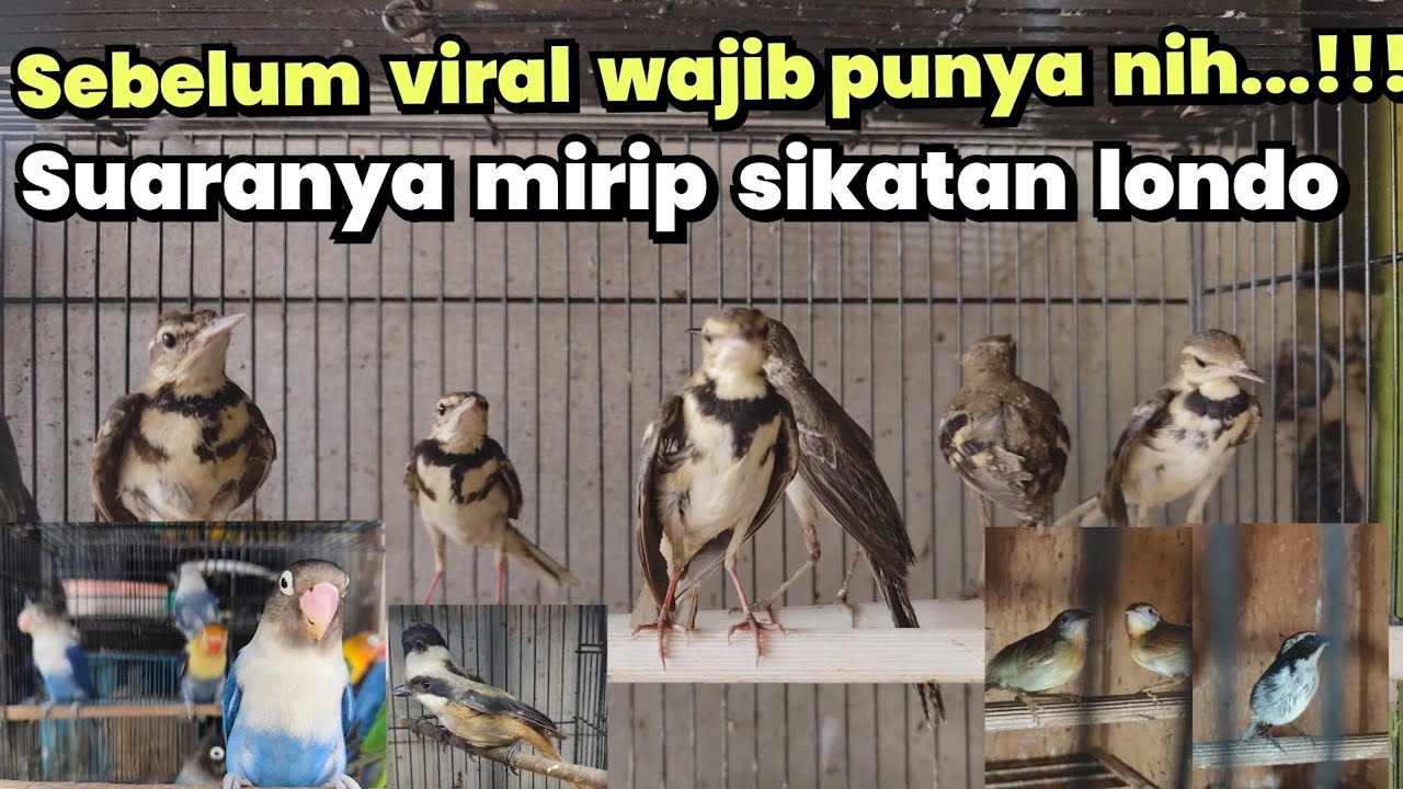 SUARANYA MIRIP SIKATAN LONDO❗❗ WAJIB PUNYA SEBELUM VIRAL❗❗❗