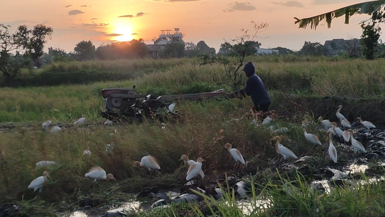 Burung Jinak Lucu Sahabat Petani 