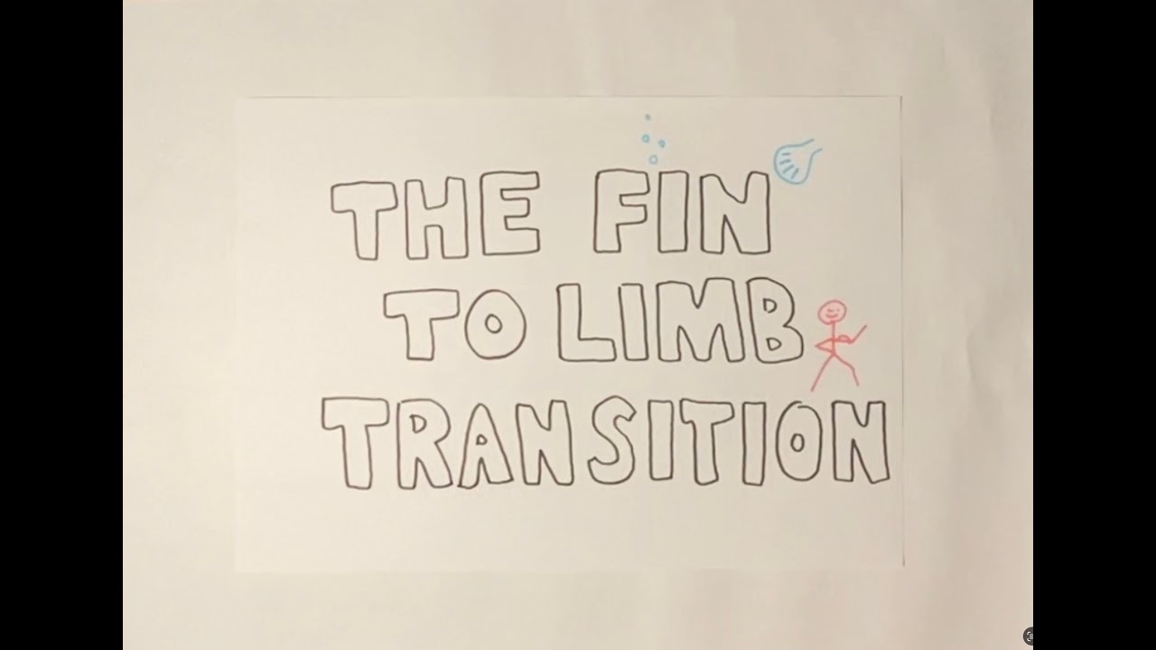 Fin to Limb Transition
