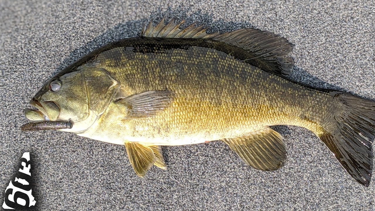 Finding Fall Transition Smallmouth!