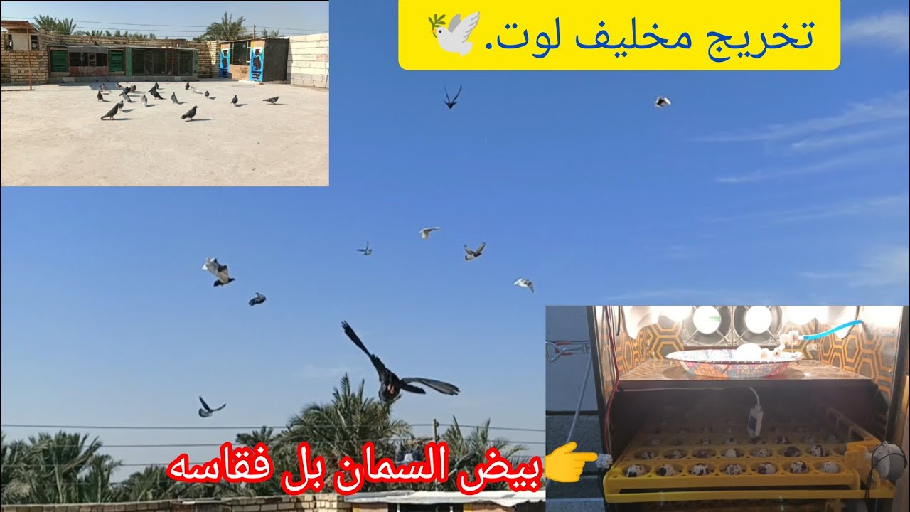 يومياً سطح.تخريج مخليف لوت.🕊دخلنه وجبه من بيض السمان التفقيس...١٤ يناير ٢٠٢٦