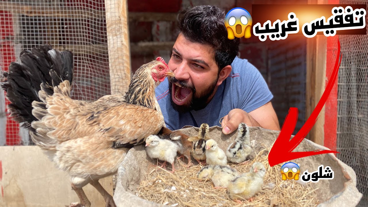 أحله تفقيس من احله دجاجه😎عجيب افراخ الفول وين😱