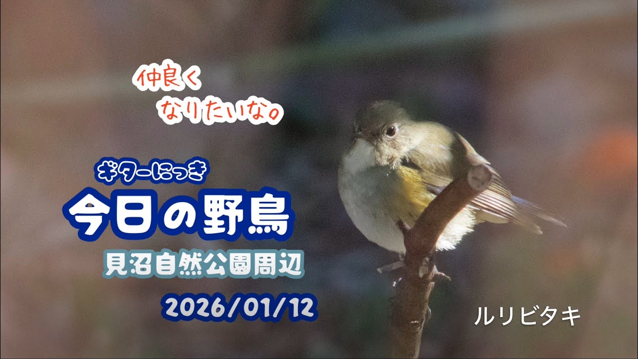 ギター日記　今日の野鳥　・　見沼自然公園周辺　2026年1月12日