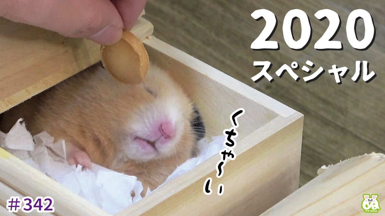 くちゃ～いアイツが半年ぶりに帰ってきた…【ハムスター】
