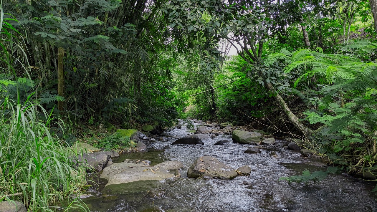 River Sounds for Sleep Soundly 🌿 When Your Mind Feels Full, Let This Forest River Carry the Weight