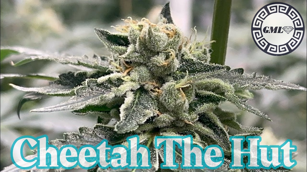 Atlas Seeds. Cheetah The Hut wk 6 flower in rdwc under dual @grandmasterlevel master bloom 6 red