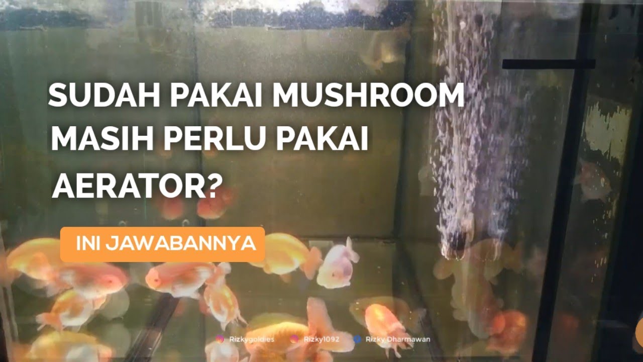 Perlukah Aerator Pada Aquarium Ikan Maskoki Yang Sudah Pakai Mushroom?